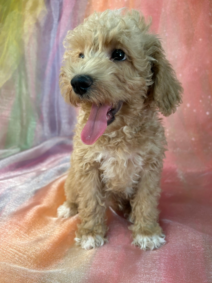 Male Schnoodle Puppy for Sale DOB 11-8-2024 $950